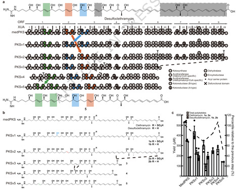 Skeletal editing via multi-step engineering of a modular polyketide synthase | Ncm | RMH | Scoop.it
