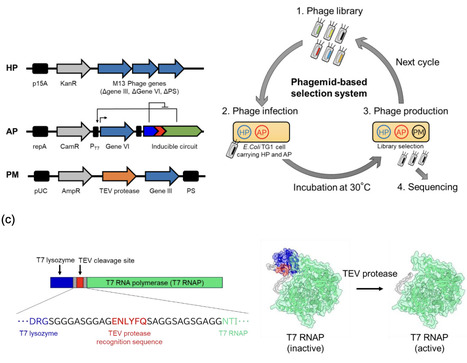 Loop engineering and activity improvement of TEV protease by a phagemid-based selection system | brvbe | RMH | Scoop.it