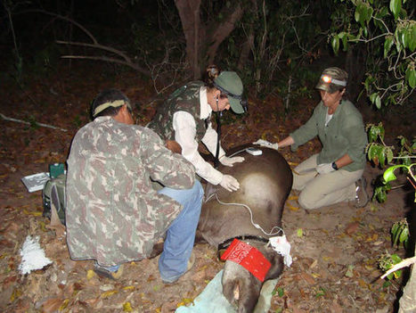 Time for a checkup: researchers examine the health of lowland tapirs | RAINFOREST EXPLORER | Scoop.it