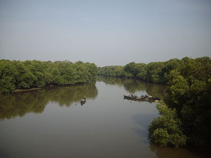 Mangrove map pinpoints carbon riches | ClimateNewsNetwork.net | @The Convergence of ICT, the Environment, Climate Change, EV and HEV Transportation & Distributed Renewable Energy | Scoop.it
