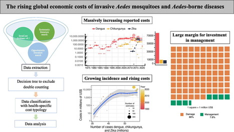 Augmentation massive du coût économique mondial des moustiques envahissants et des maladies qu'ils transmettent | EntomoNews | Scoop.it