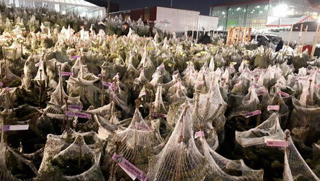 Nématode du pin : les sapins de Noël bloqués dans 56 communes des Landes et du Pays Basque - ICI | Landes - Conseils municipaux & communautaires | Scoop.it