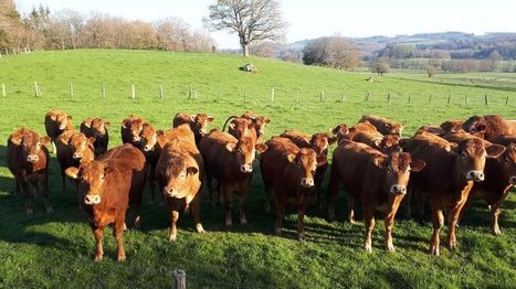 Pas de "grève de la viande" pour les éleveurs du Limousin | Actualité Bétail | Scoop.it