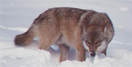 Alsace | Les loups du massif des Vosges ont-ils été « importés » ? - L'Alsace | Loup | Scoop.it