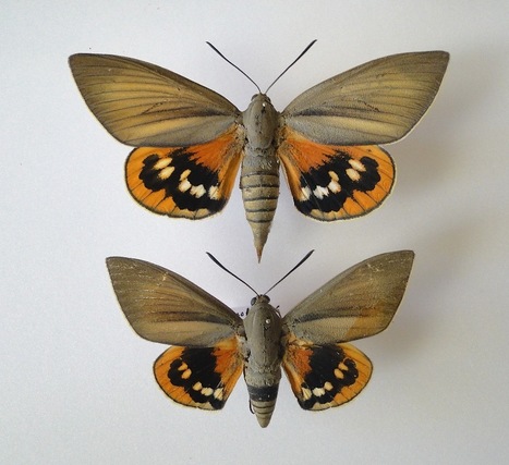 Papillon du palmier : la guerre est d&eacute;clar&eacute;e | EntomoNews | Scoop.it