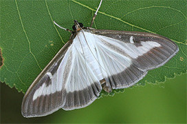 Villeurbanne : un l&acirc;cher d&rsquo;insectes pour tuer des papillons parasites | Biodiversit&eacute; | Scoop.it