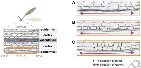 Plant movements: navigating the light environment | pphy | RMH | Scoop.it