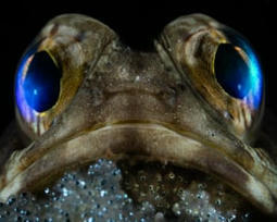 Ocean Photographer of the Year 2025 – in pictures | Art and design | The Guardian | Biodiversité - @ZEHUB on Twitter | Scoop.it