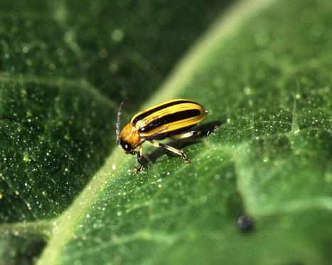 Ozone masks plants volatiles, plant eating insects confused | Insect Archive | Scoop.it