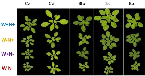 Arabidopsis montre une grande variabilité naturelle pour sa réponse aux stress abiotiques complexes, comme la combinaison des déficits en eau et en azote | Life Sciences Université Paris-Saclay | Scoop.it
