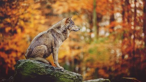 Des vidéos YouTube présentant les loups de façon positive nous rendent plus tolérants à leur égard | Biodiversité | Scoop.it