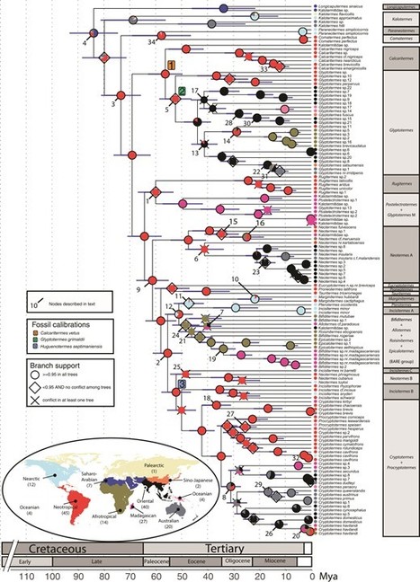 Ces termites ont traversé l'océan au moins 40 fois en 50 millions d'années | EntomoNews | Scoop.it