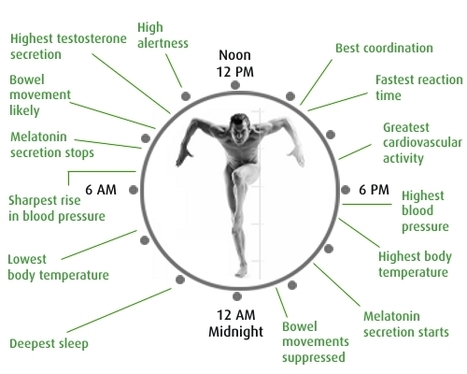 Scientists redraw the blueprint of the body's biological clock | Science News | Scoop.it
