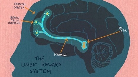 What’s Going on Inside the Brain Of A Curious Child? | Visual*~*Revolution | Scoop.it