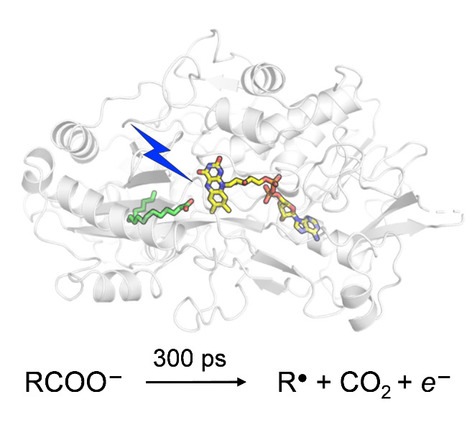 Catalytic Mechanism of Fatty Acid Photodecarboxylase: on the Detection and Stability of the Initial Carbonyloxy Radical Intermediate | I2BC Paris-Saclay | Scoop.it