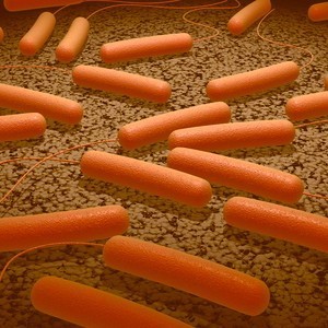 Ha&iuml;ti: il y a un an, le chol&eacute;ra. | Microbiologie | Scoop.it