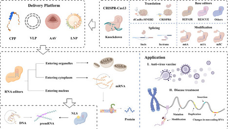 CRISPR-Cas13: Pioneering RNA Editing for Nucleic Acid Therapeutics | bdr | RMH | Scoop.it