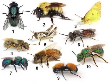 Pollinisateurs : Interdiction en France de cinq insecticides n&eacute;onicotino&iuml;des &agrave; partir du 1er septembre | EntomoNews | Scoop.it