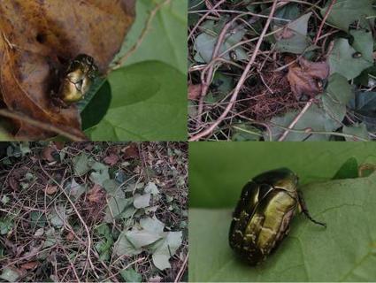 AU MOIS DE NOVEMBRE            Cétoine - Protaetia cuprea bourgini | Les Colocs du jardin | Scoop.it