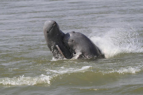 The Last Freshwater Irrawaddy Dolphin in Cambodia Died Tangled in a Fishing Net, Officials Say - EcoWatch.com | Agents of Behemoth | Scoop.it