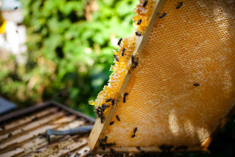 Trois quarts du miel mondial contaminé aux néonicotinoïdes | Questions de développement ... | Scoop.it