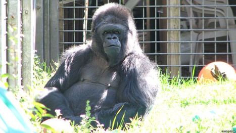 Koko, the Gorilla Who Knew Sign Language, Dies | The EFL SMARTblog Scoop.it Page | Scoop.it