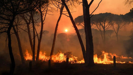 Incendie dans le Var : quelle est l'ampleur du désastre écologique dans la réserve naturelle ? | Biodiversité | Scoop.it