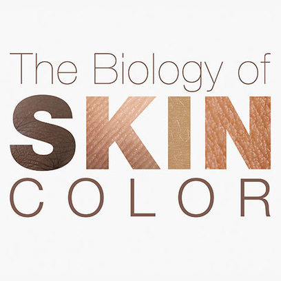 How We Get Our Skin Color Interactive Hhmi Bi