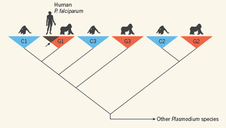 The origin of malaria | Amazing Science | Scoop.it