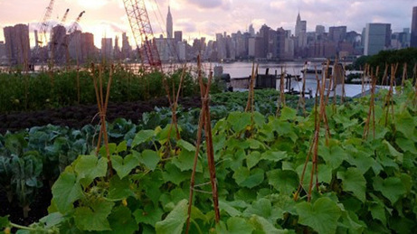 Quand la ville se met au vert | Nature en ville | Scoop.it