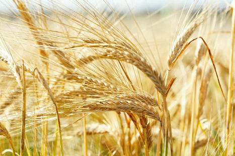 Canada seeks more resilient, sustainable barley | World Grain | MED-Amin network | Scoop.it