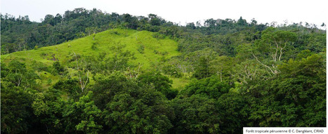 Une fois ab&icirc;m&eacute;e, une for&ecirc;t tropicale peut-elle r&eacute;cup&eacute;rer ses capacit&eacute;s de stockage de carbone ?&nbsp; | &Eacute;cosyst&egrave;mes Tropicaux | Scoop.it