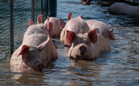 Rapport CIWF | Evénements climatiques extrêmes : quelle létalité pour les animaux d’élevage ? | Actualité Bétail | Scoop.it