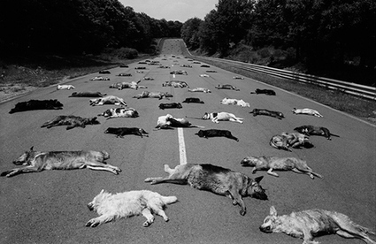 España, primer país de Europa en abandono de animales | LO + VISTO en la WEB | Scoop.it