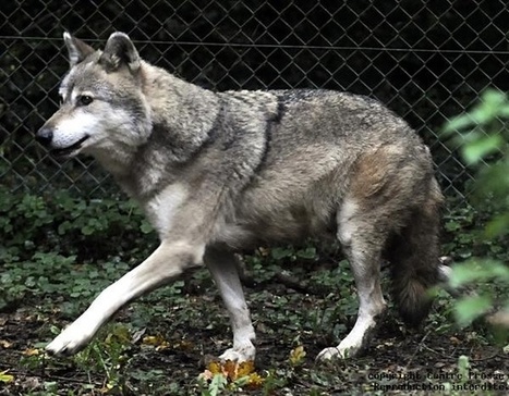 Loup y reviendras-tu? | Pastoralisme Ours Loups Lynx | Scoop.it