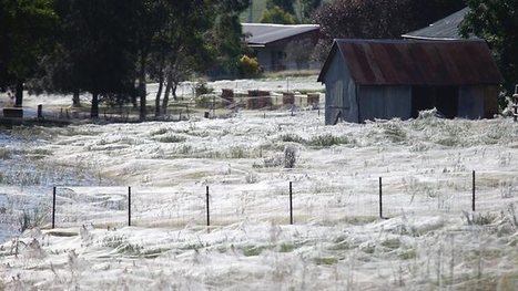 Une région entière recouverte de toiles d'araignées ! | EntomoNews | Scoop.it