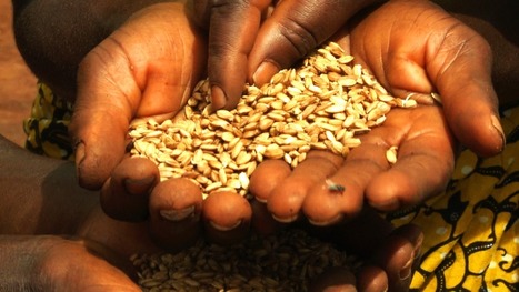 GLOBAL: sri4women | SRI Global News ++ June - September 2025    System of Rice Intensification (SRI) | Scoop.it