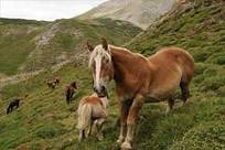 Contin&uacute;a la investigaci&oacute;n por el fraude de la carne de caballo | Rafael Barzanallana | Scoop.it