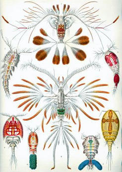 Copepoda — Wikipédia | Insect Archive | Scoop.it
