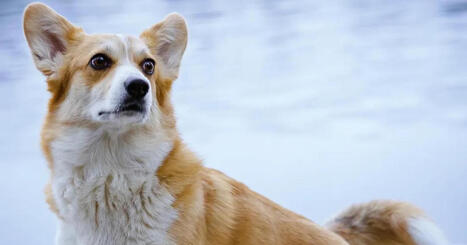 Elli-corgi hurmaa kaikki &ndash; sen persoona tekee arjesta seikkailun | Apu | 1Uutiset - Lukemisen t&auml;hden | Scoop.it