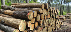 Gestion durable des for&ecirc;ts : les normes de certification PEFC durcies | Plan&egrave;te, Nature et Biodiversit&eacute; | Scoop.it