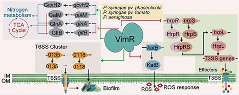 VimR is a conserved master transcription regulator controlling virulence and metabolism in Pseudomonas | nar | RMH | Scoop.it