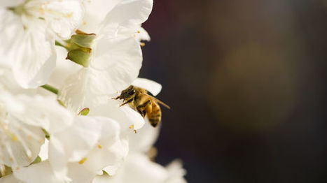 Des dérogations pour poursuivre l'utilisation des pesticides néonicotinoïdes | EntomoNews | Scoop.it