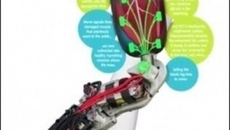 Bionik: Beinprothese wird mit umgelenkten Nerven gesteuert | 21st Century Innovative Technologies and Developments as also discoveries, curiosity ( insolite)... | Scoop.it