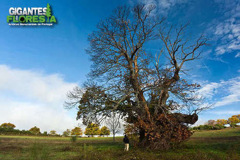 Gigantes da Floresta: Resultados da pesquisa para castanheiro | APOIO AO ESTUDO | Scoop.it