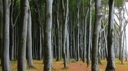 Monsanto GMO trees devastate forest ecosystems creating a poisoned, biological desert | BIODIVERSITY IS LIFE  – | Scoop.it