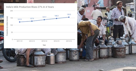 Record de production laitière en Inde, mais crise pour les petits producteurs laitiers | Lait de Normandie... et d'ailleurs | Scoop.it