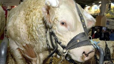Viande bovine. Net recul des exportations françaises | La Gazette des abattoirs | Scoop.it