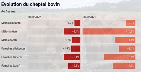 La décapitalisation du cheptel bovin continue en mai | Lait de Normandie... et d'ailleurs | Scoop.it