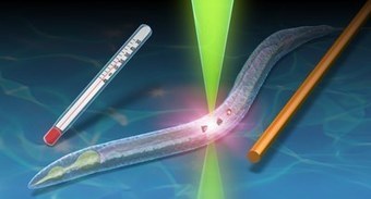 Quantum Thermometer Using Nanodiamonds To Sense a &lsquo;Fever&rsquo; in Tiny C. elegans Worms | Amazing Science | Scoop.it